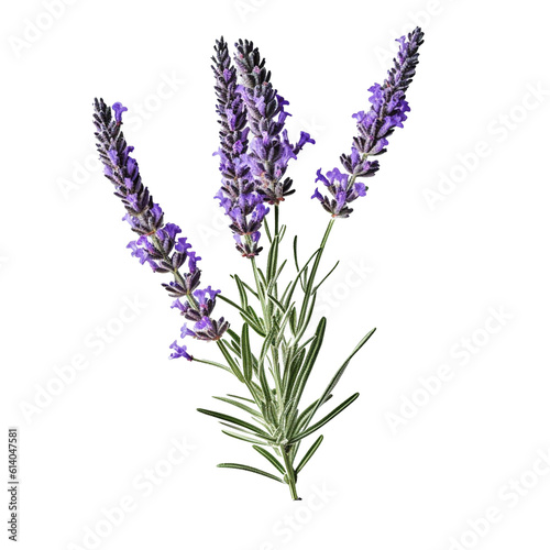 Lavender flower isolated on background with Generative AI