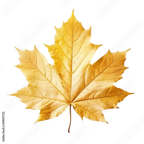 Maple Leaf isolated on background with Generative AI