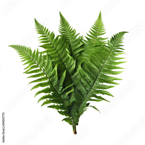 Fern Leaf isolated on background with Generative AI photo