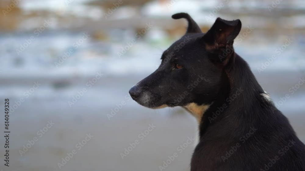black street dog sitting in Mahim beach closeup view in mumbai black street dog sitting in Mahim beach closeup view in mumbai