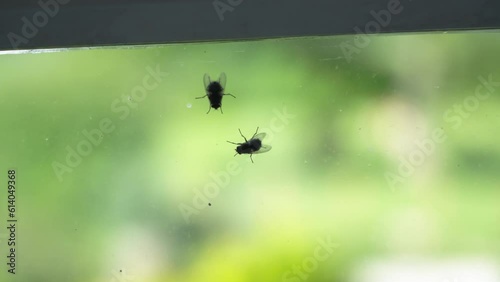 Two flies hanging out on a glass window - one circling the other