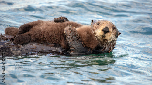 Sea otter mother protectively holding her baby on stomach while swimming in ocean