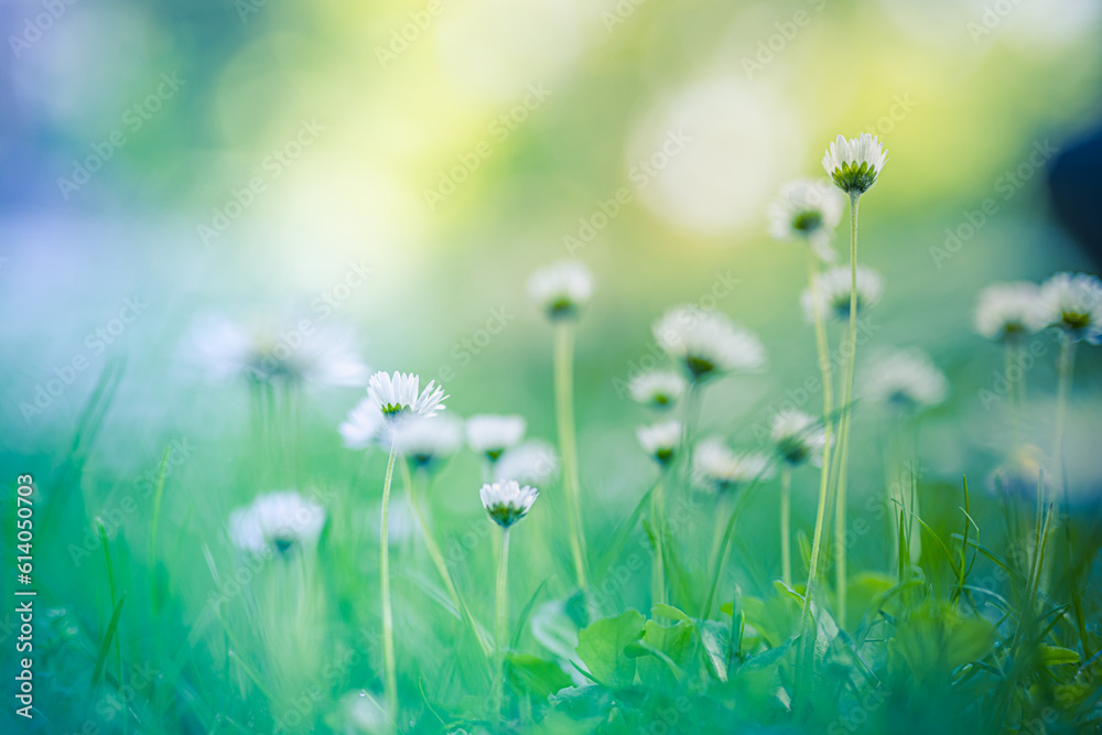 Abstract soft focus daisy meadow landscape. Beautiful grass bloom fresh green sunshine foliage. Tranquil spring summer nature closeup and blurred forest field background. Idyllic nature, happy flowers