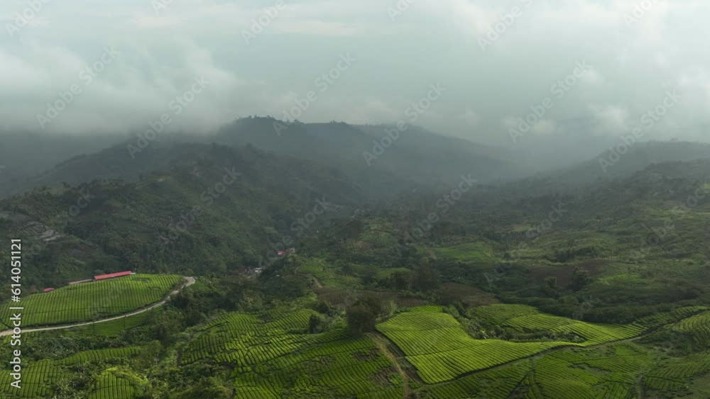 Tea plantations on the hillsides in the mountains. Tea estate landscape. Kayu Aro, Sumatra, Indonesia. Tea plantations on the hillsides in the mountains. Tea estate landscape. Kayu Aro, Sumatra, Indonesia.
