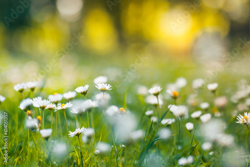 Fototapeta Naklejka Na Ścianę i Meble -  Abstract soft focus daisy meadow landscape. Beautiful grass bloom fresh green sunshine foliage. Tranquil spring summer nature closeup and blurred forest field background. Idyllic nature, happy flowers