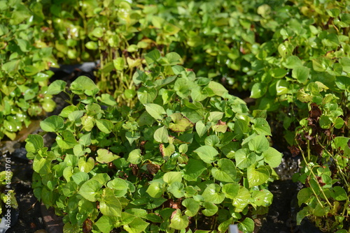 Betta fish are beautiful fish with a black background. They are animals that are popular as a hobby for beauty.