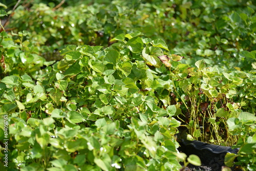 green moss on the tree, Betta fish are beautiful fish with a black background. They are animals that are popular as a hobby for beauty.