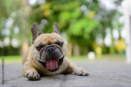 French bulldog portrait © tienuskin