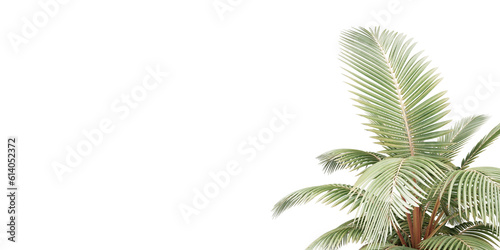 Fototapeta Naklejka Na Ścianę i Meble -  isolated tree, bush, tropical and coconut palm leaves