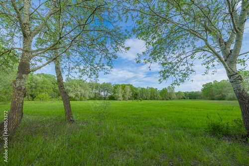 Summer meadow big trees with fresh green leaves, closeup view with soft morning light blue sky. Serene nature landscape, countryside calm peaceful scenic field. Tranquil outdoors seasonal natural view