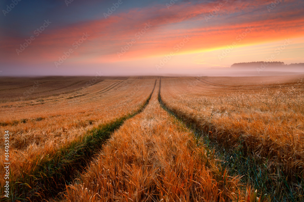sunrise colorful field of grain with mist and sunlight north poland pomerania province