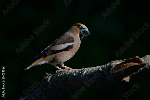  Beautiful Hawfinch (Coccothraustes coccothraustes) in the forest of Noord-Brabant in the Netherlands. Dark background.                                                                                  © Albert Beukhof