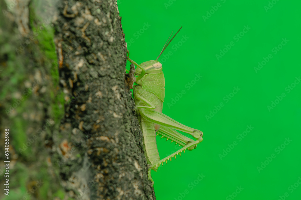 baby green grasshopper in the tree baby green grasshopper in the tree