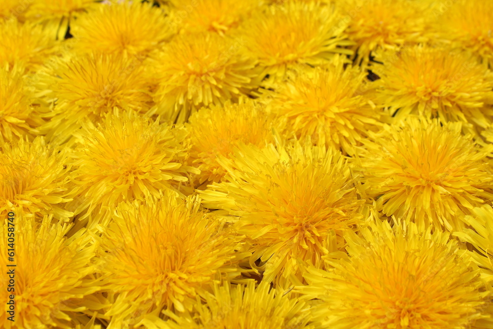 Texture of yellow dandelion flowers Texture of yellow dandelion flowers
