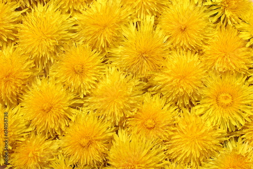 Texture of yellow dandelion flowers © Снежана Кудрявцева