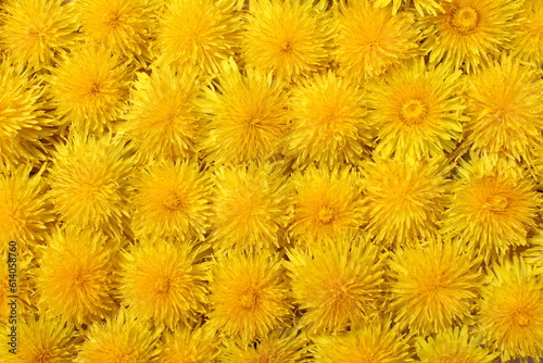 Texture of yellow dandelion flowers. © Снежана Кудрявцева