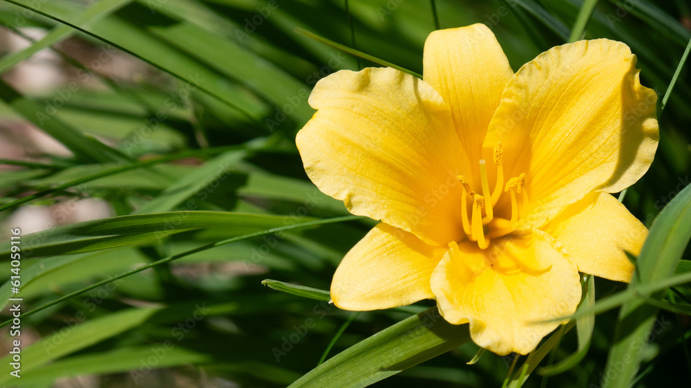 yellow daffodil flower yellow daffodil flower