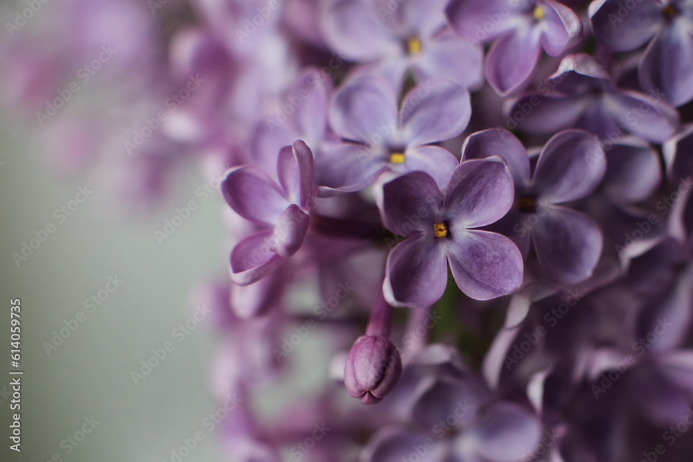 Blurry floral background.A branch of blossoming lilac (syringa) flowers. Lilac background. Lilac closeup. Blurry floral background.A branch of blossoming lilac (syringa) flowers. Lilac background. Lilac closeup.