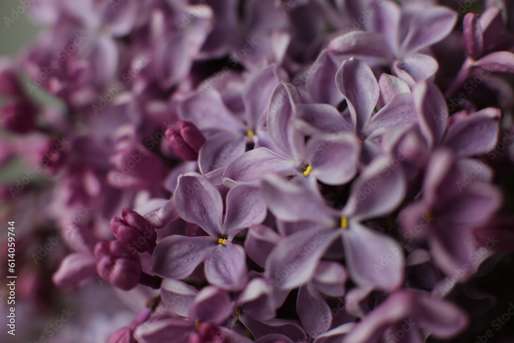Blurry floral background.A branch of blossoming lilac (syringa) flowers. Lilac background. Lilac closeup. Blurry floral background.A branch of blossoming lilac (syringa) flowers. Lilac background. Lilac closeup.