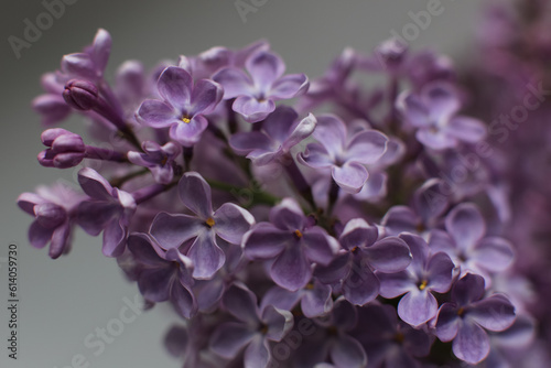 Blurry floral background.A branch of blossoming lilac  syringa  flowers. Lilac background. Lilac closeup.