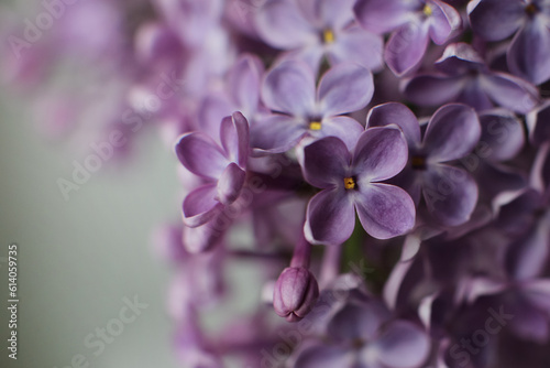 Blurry floral background.A branch of blossoming lilac  syringa  flowers. Lilac background. Lilac closeup.