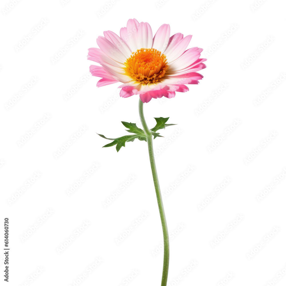 pink daisy isolated on transparent background cutout pink daisy isolated on transparent background cutout