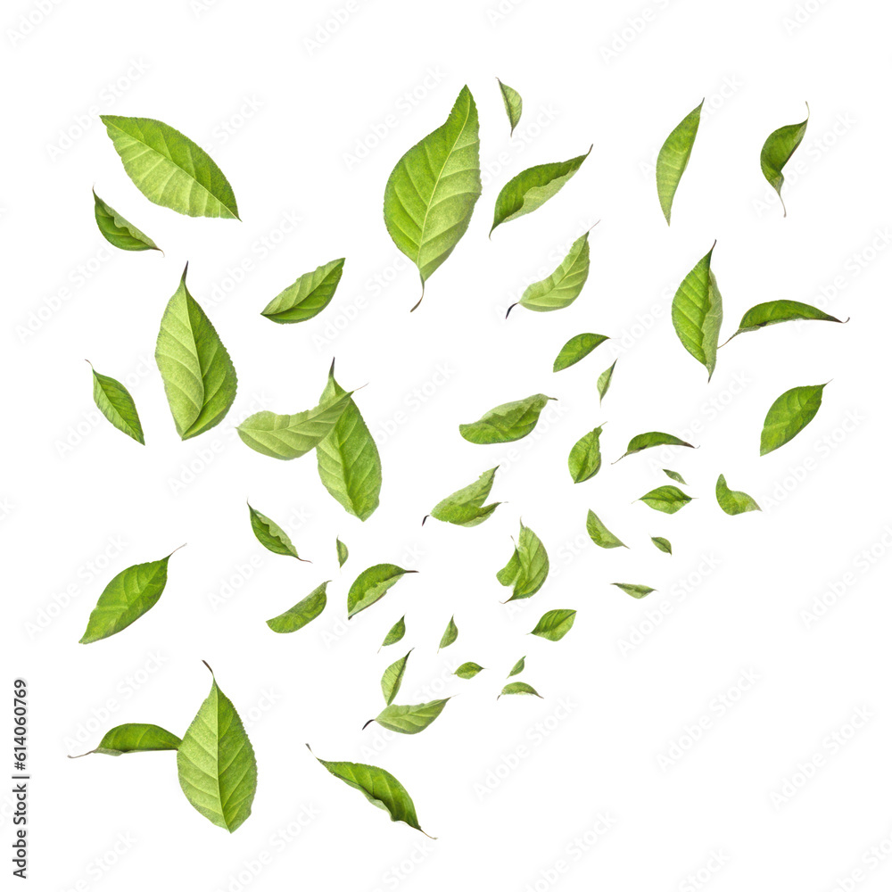 Fototapeta premium falling leaves isolated on transparent background cutout