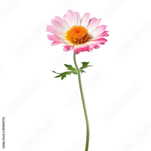 pink daisy isolated on transparent background cutout