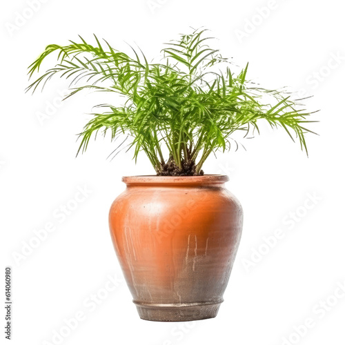 plant in a pot isolated on transparent background cutout