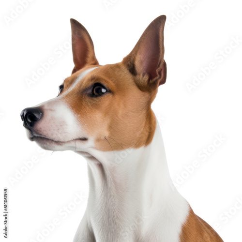 jack russell terrier isolated on transparent background cutout © Papugrat