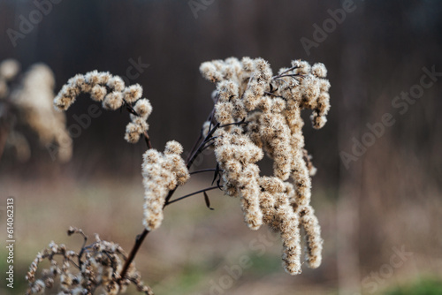 dry burdock close-up. dry plant stems. photo with strong bokeh effect
