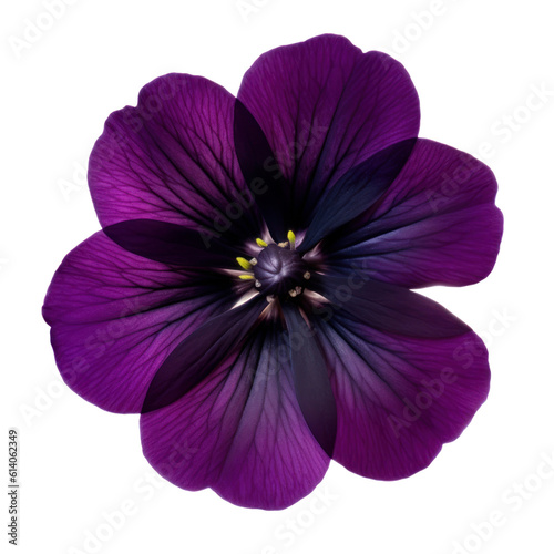 purple flower isolated on transparent background cutout © Papugrat