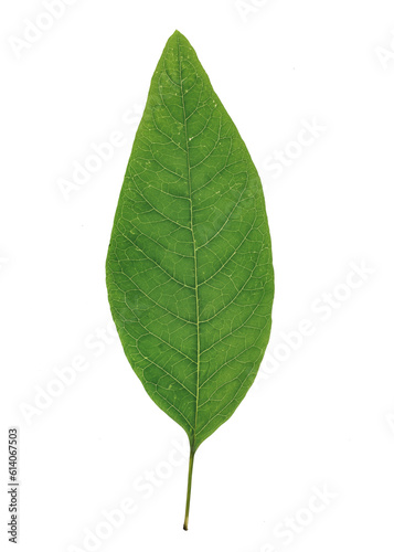 Green Leaf - Isolated on Transparent background  Generative AI