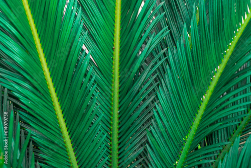 Dark green coconut leaf background. Leaf background. Dark blue sky background. Your idea. Nature background.