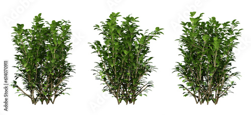 Ligustrum ovalifolium plant on transparent background, garden design, outdoor plants, 3d render illustration. photo