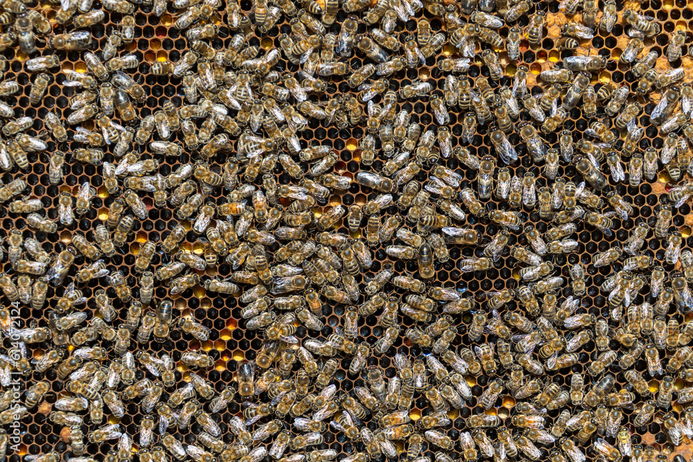 Colony of bees on honeycomb in apiary. Beekeeping in countryside. Wooden frame with honeycombs, closeup Colony of bees on honeycomb in apiary. Beekeeping in countryside. Wooden frame with honeycombs, closeup