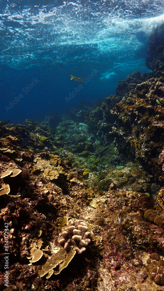 Underwater photo of a coral reef in Thailand Underwater photo of a coral reef in Thailand