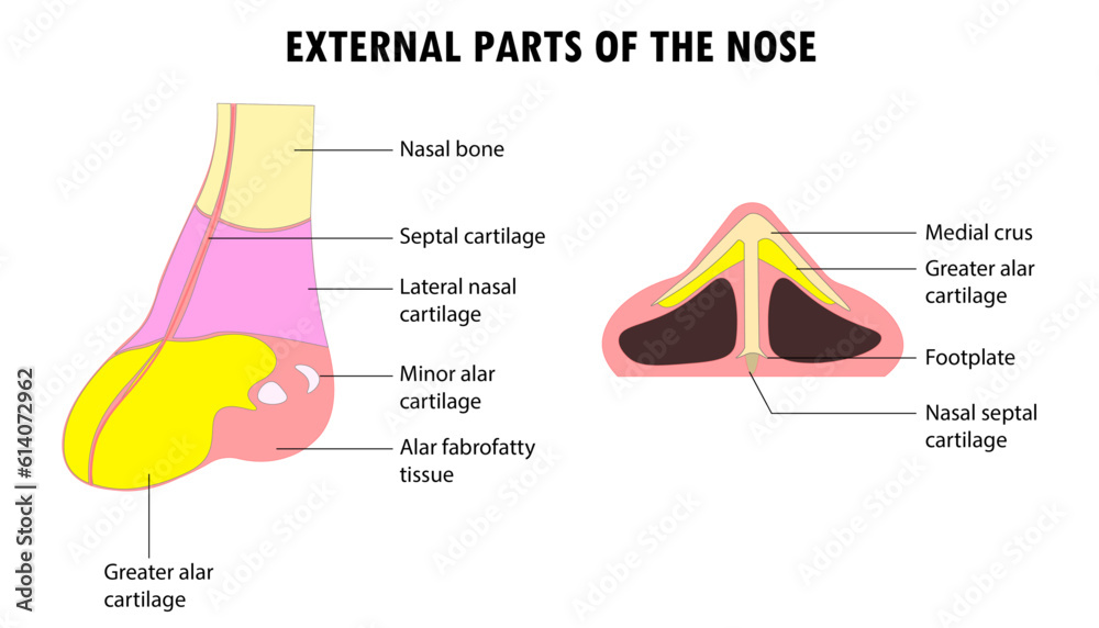 Diagram of the external parts of the human nose Stock Vector | Adobe Stock