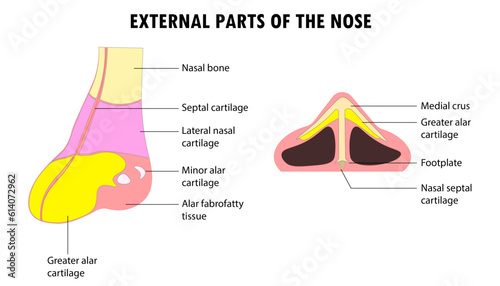 Diagram of the external parts of the human nose