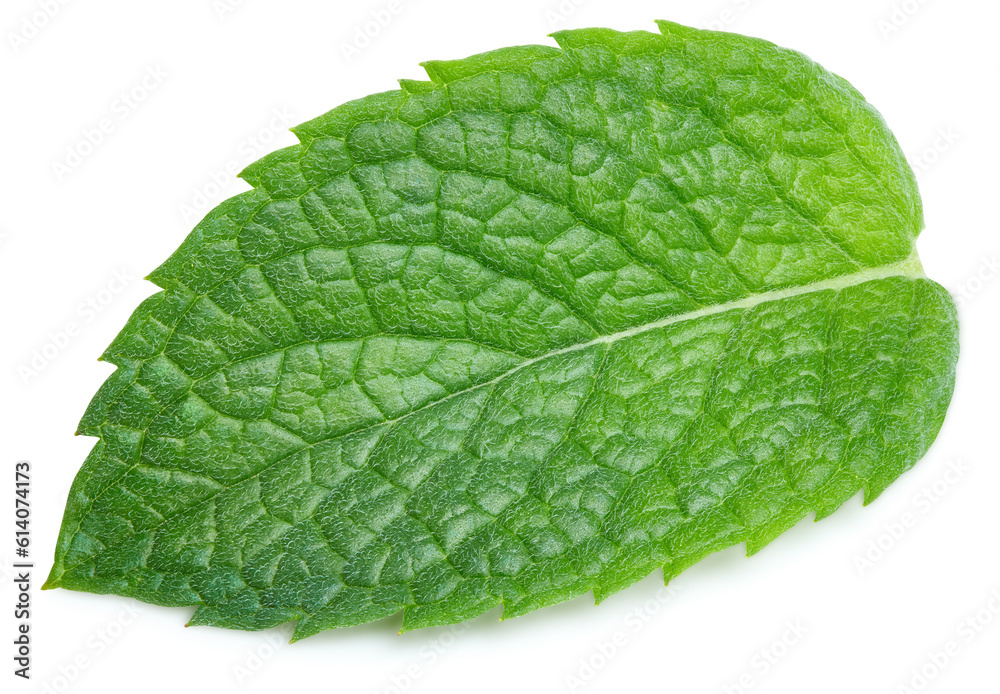 Mint leaves isolated on white Mint leaves isolated on white