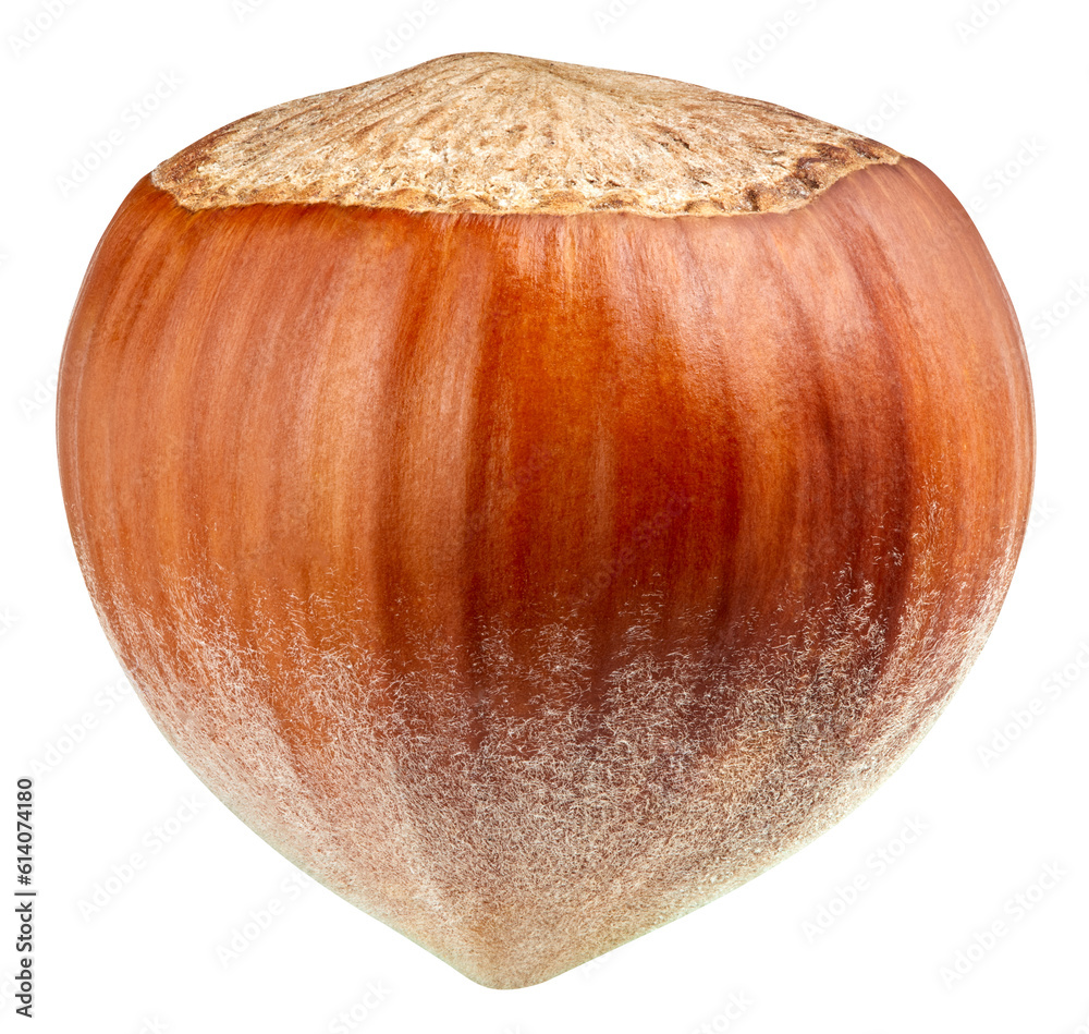 Hazelnut isolated on white background Hazelnut isolated on white background