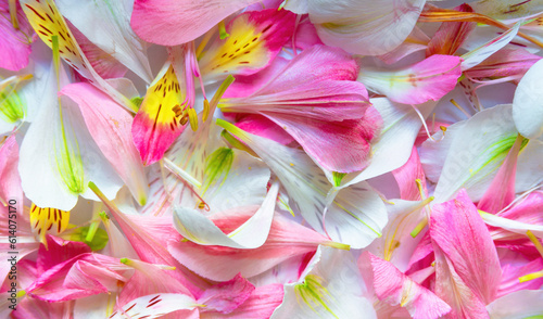 Canvas-taulu defocused background pink yellow with green from alstroemeria flower petals