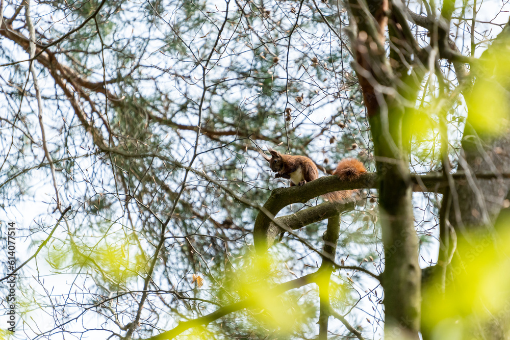 Fototapeta premium A tree squirrel on a tree