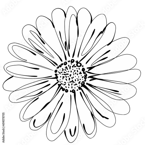 white daisy flower