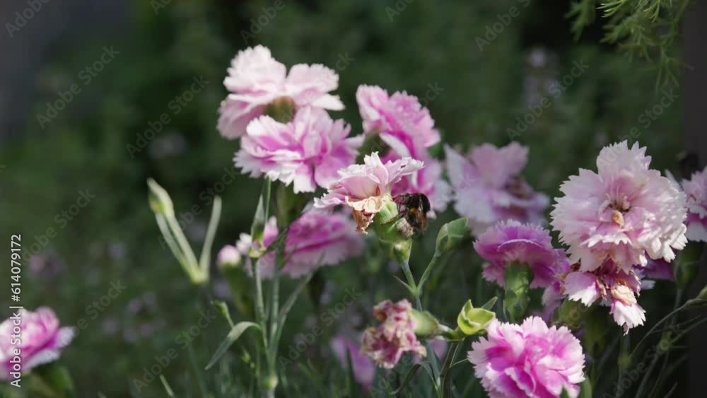 Bumble bee collecting pollen from pink and purple Carnation flowers, on a sunny summers day.
