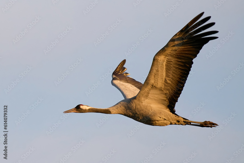 Obraz premium Common crane (Grus grus)