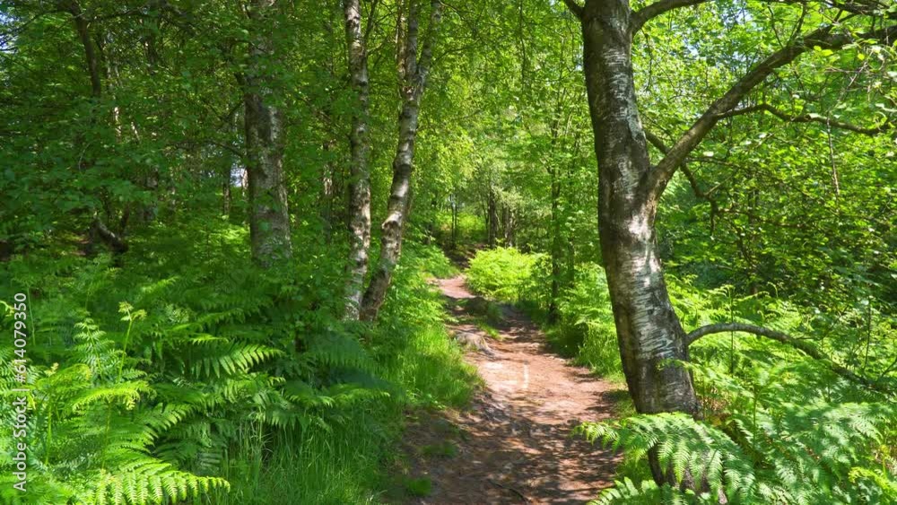 Woodland path leading through a lush green woodland forest. Summer scene with foliage and trees.