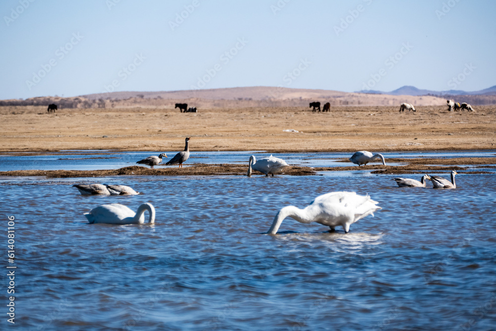White swans on the lake in Central Mongolia