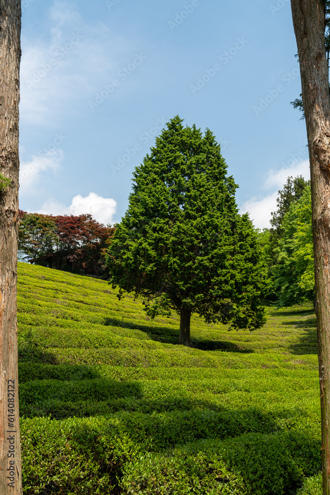 Champ de thé à Boseong en Corée du sud