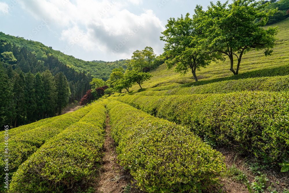Champ de thé à Boseong en Corée du sud